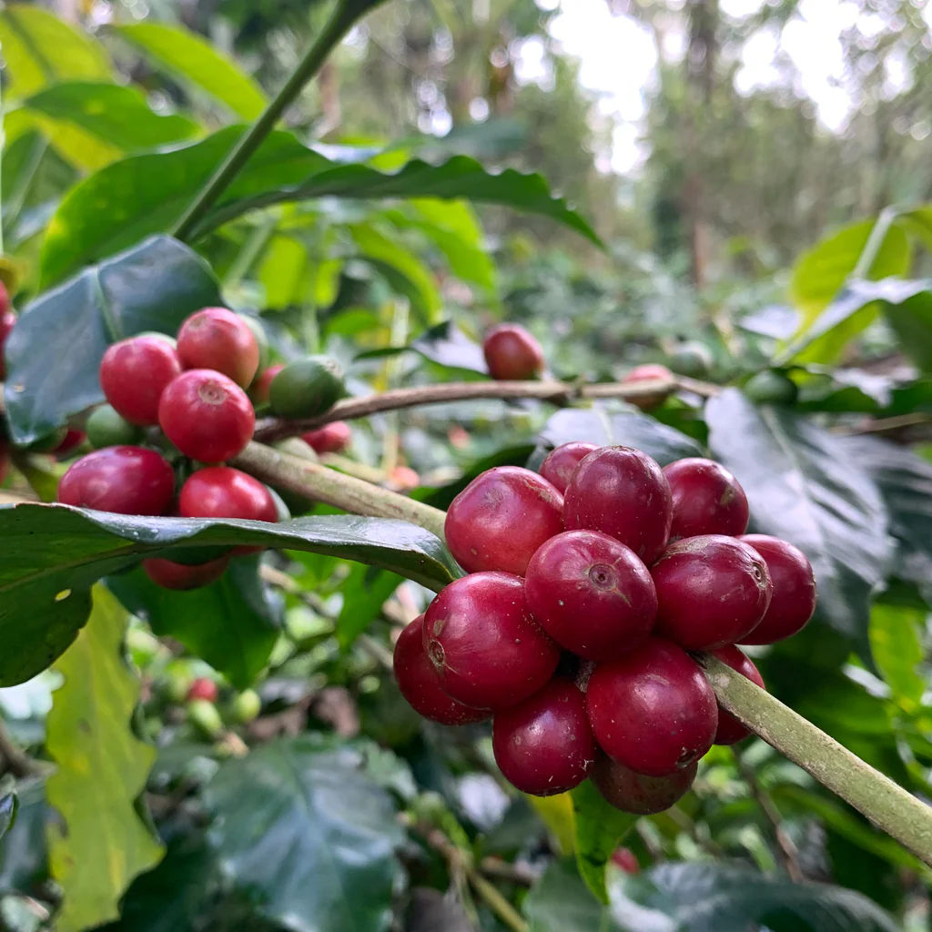 Pulney Coffee (Washed) - Pulney Hills - Medium Roast - Image 4