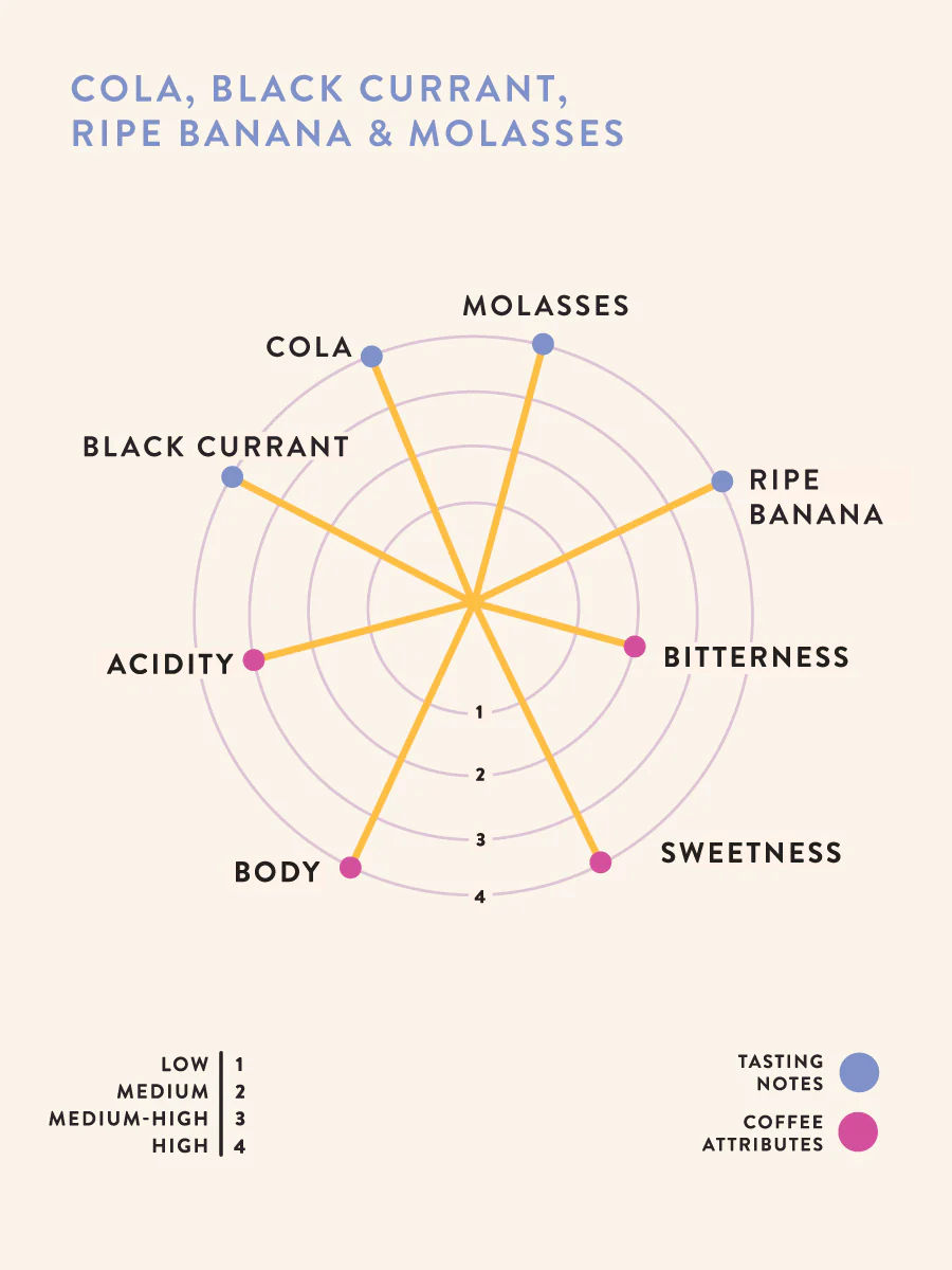 SICC - Excelsa - Image 4