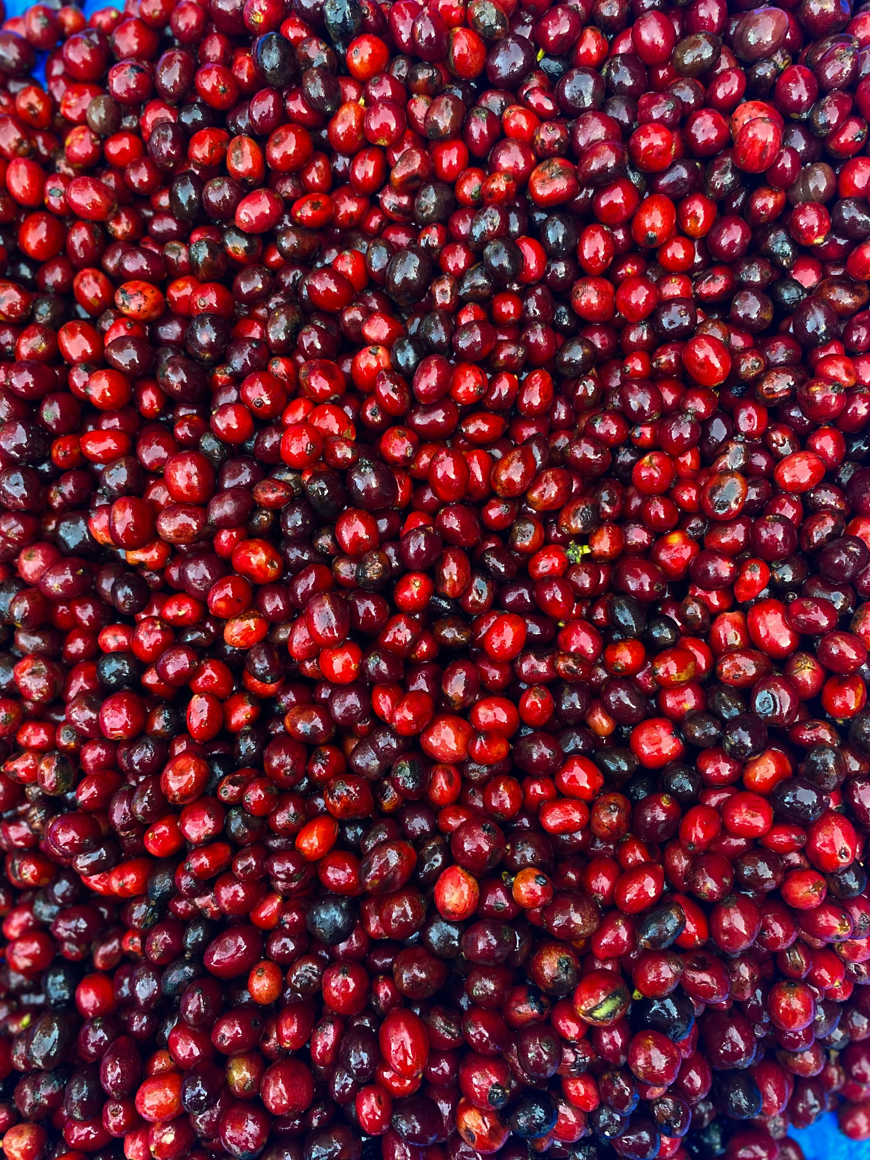 Couverture Canephora - Filter Roast - Pre-Order Now - Image 7