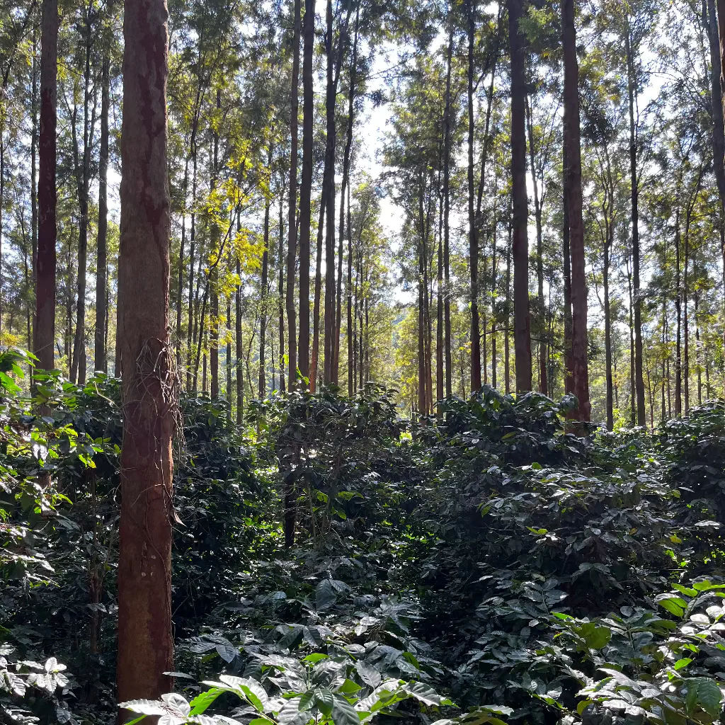 Good Evening - The Sundowner - Roasted on 15/01 - Image 6