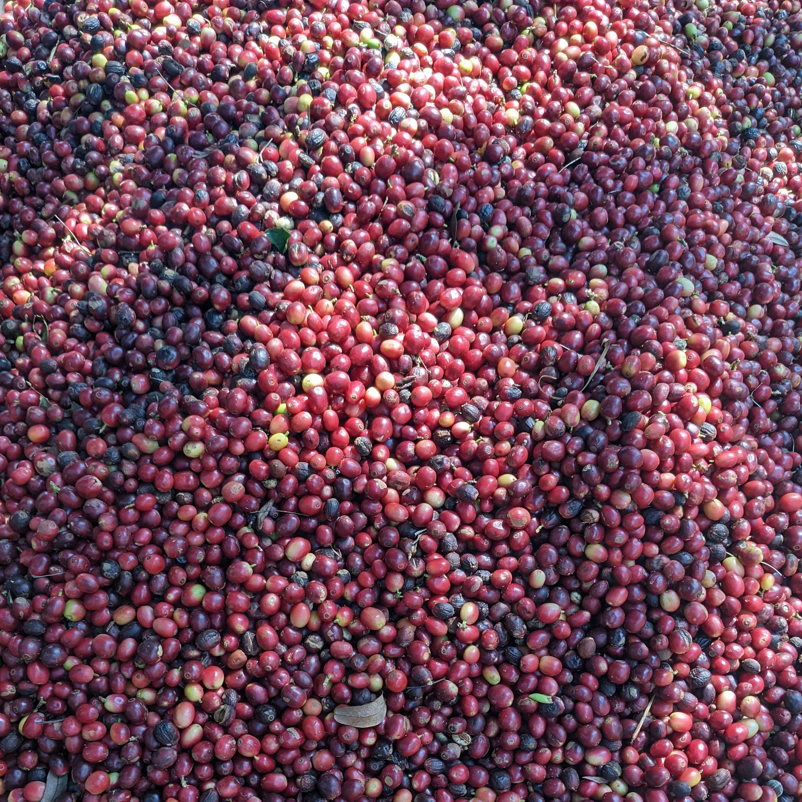Close-up of ripe red coffee cherries