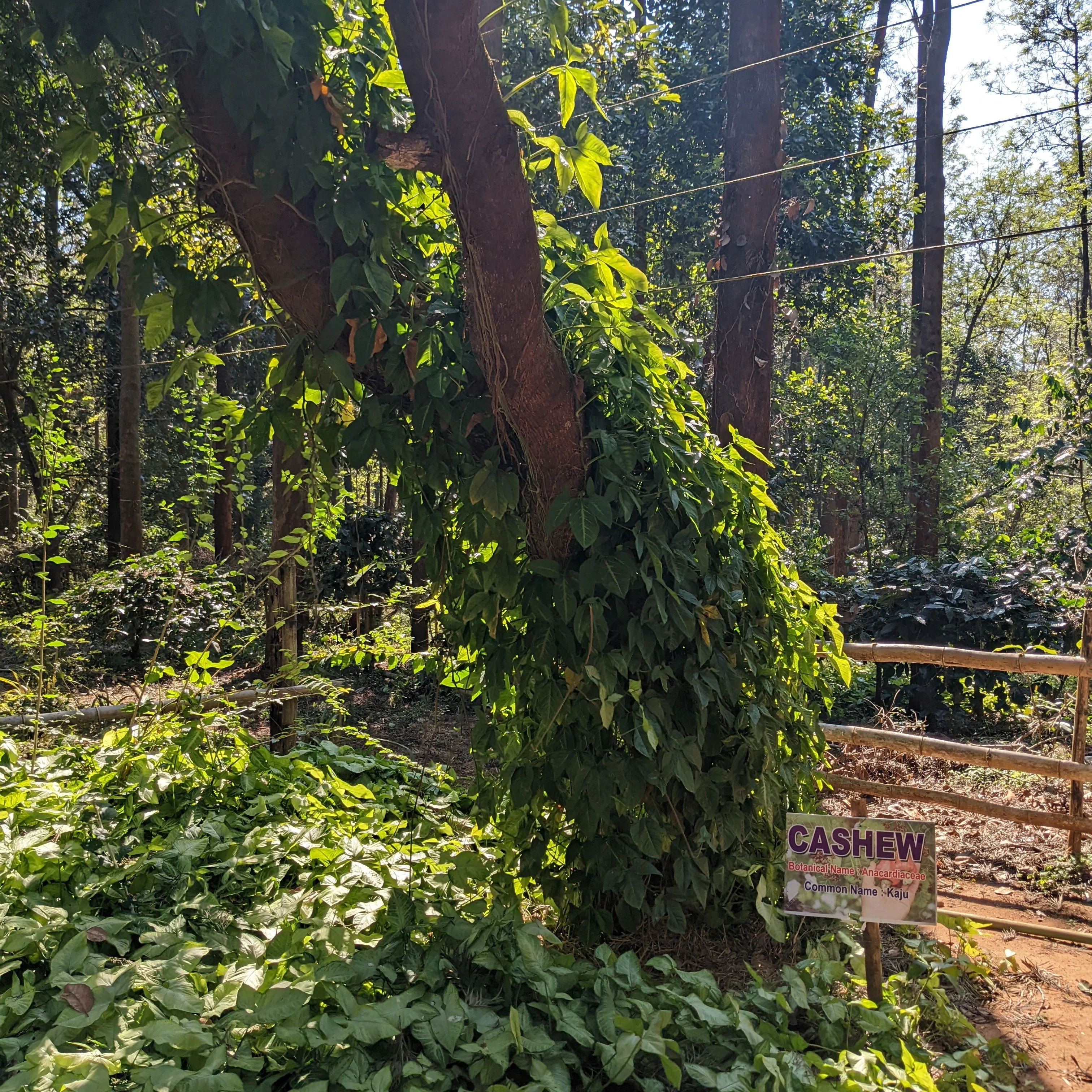 Fiano Solaré - Roasted on 15/01 - Image 10