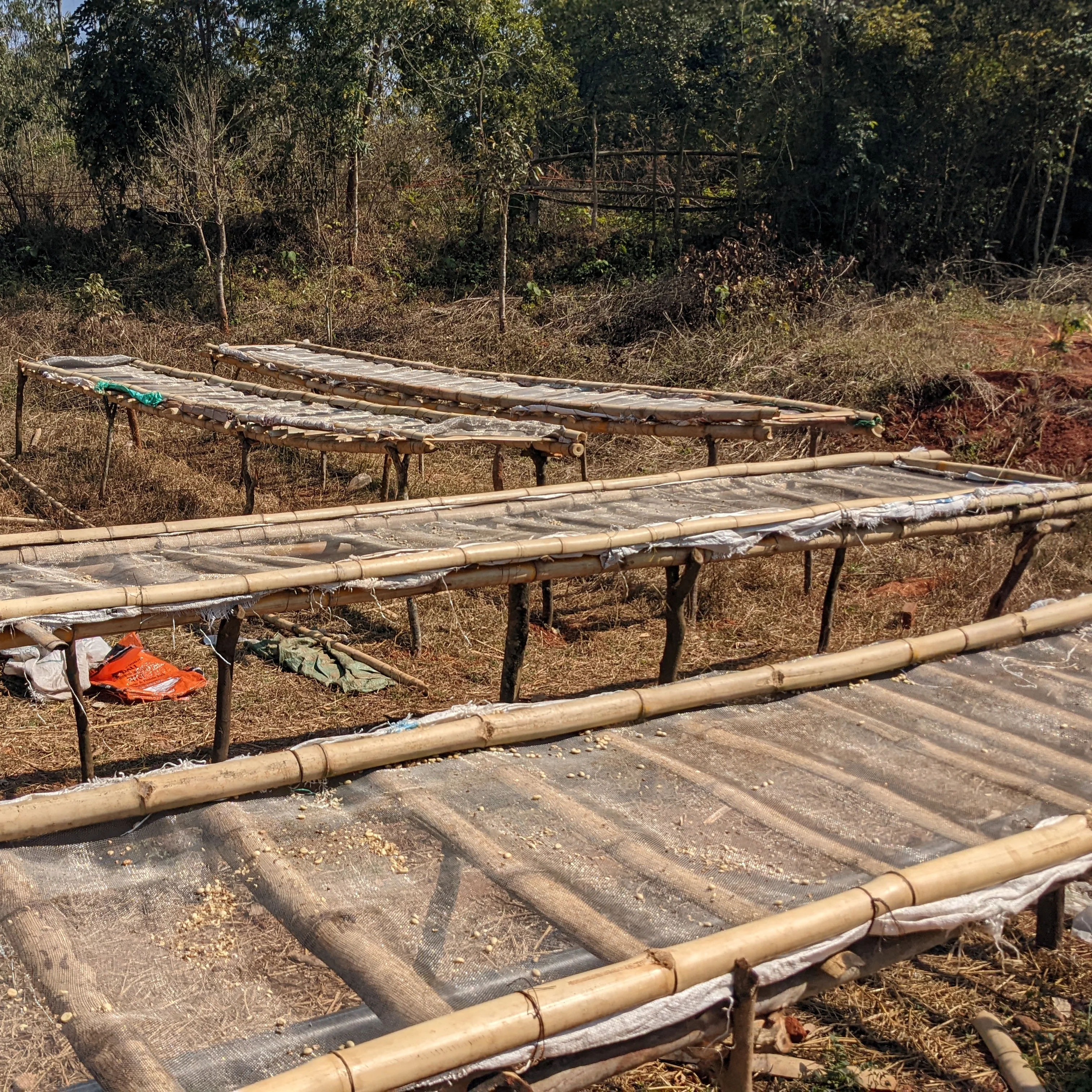 Fiano Solaré - Roasted on 15/01 - Image 11