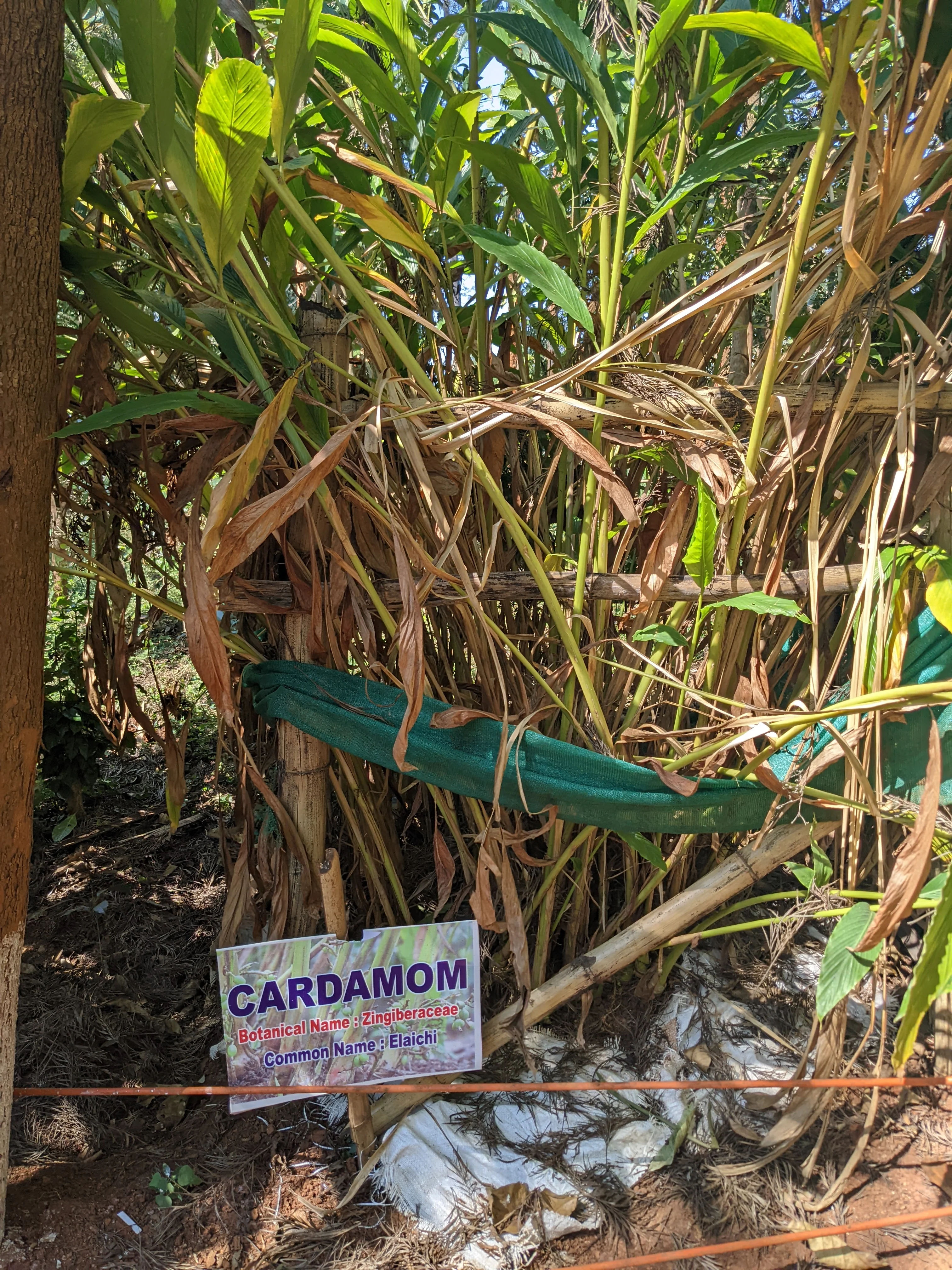 Fiano Solaré - Roasted on 15/01 - Image 12