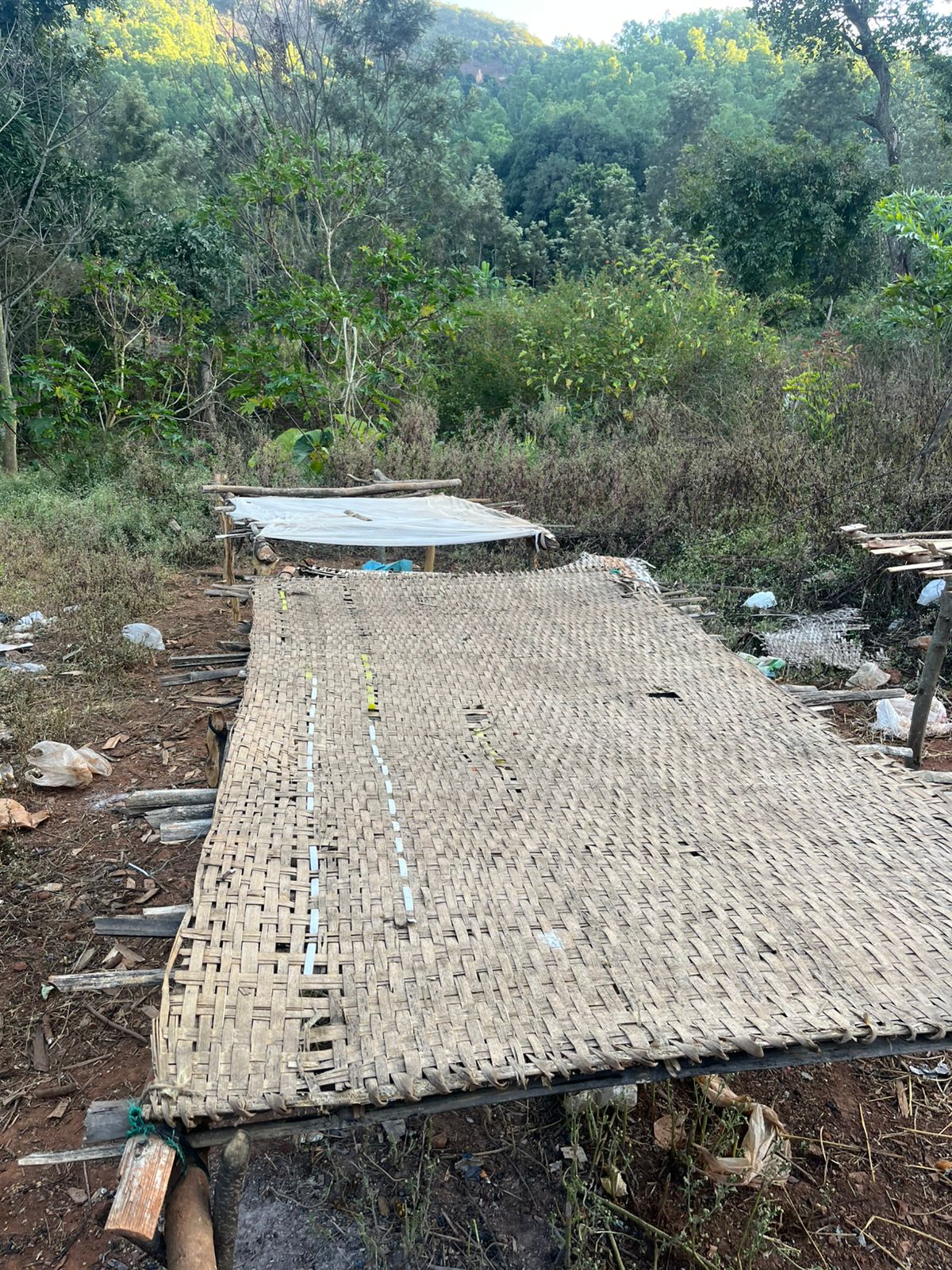 Maison Mahua - Roasted on 24/02 - Image 6