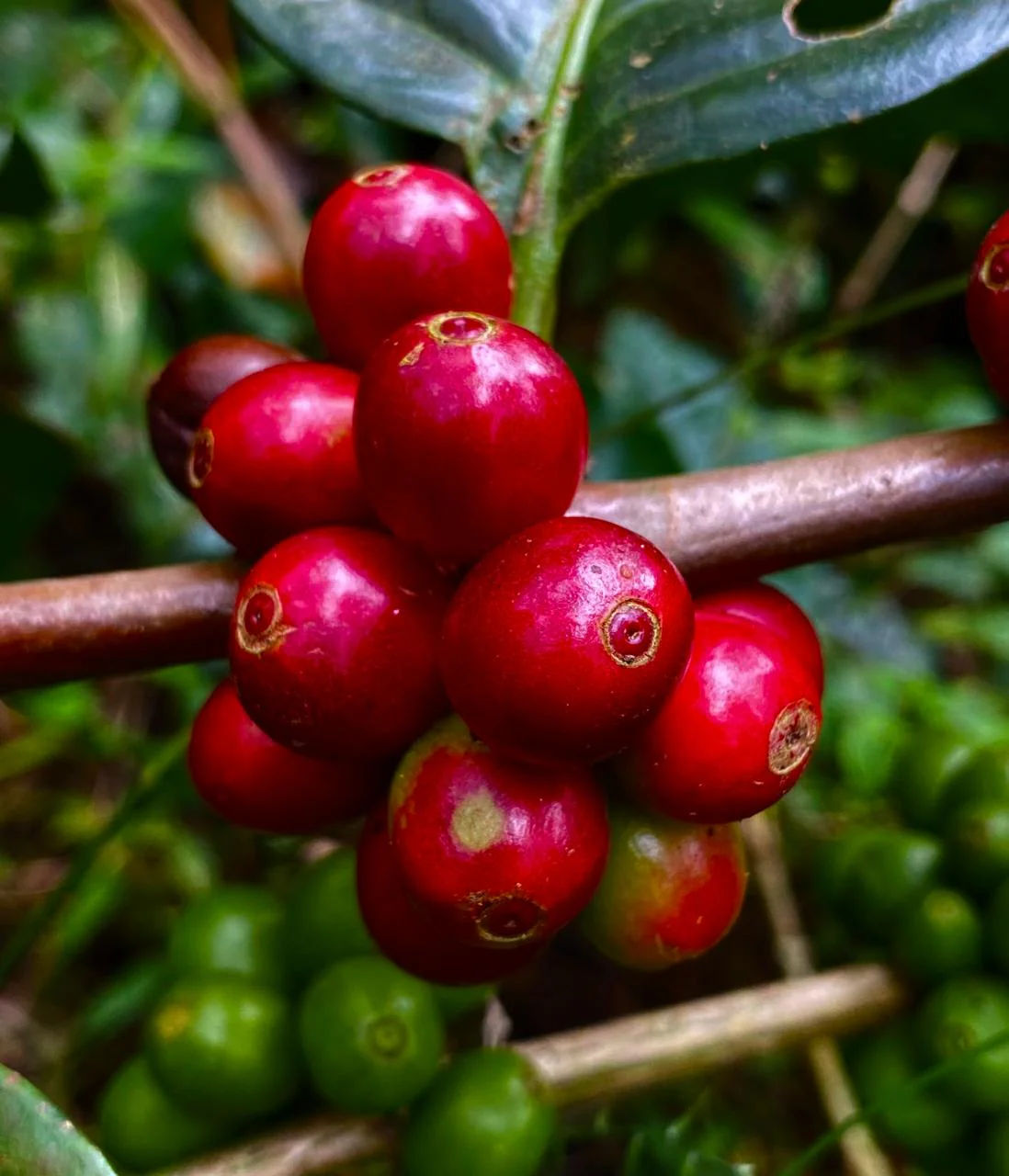 Riesling Esten - Roasted on 15/01 - Image 5