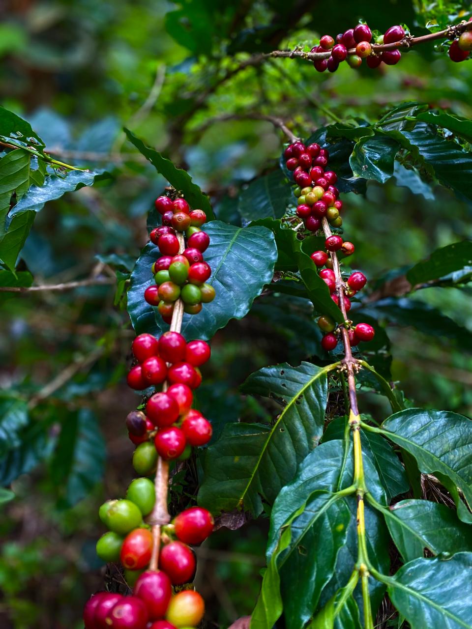 Riesling Esten - Roasted on 15/01 - Image 6