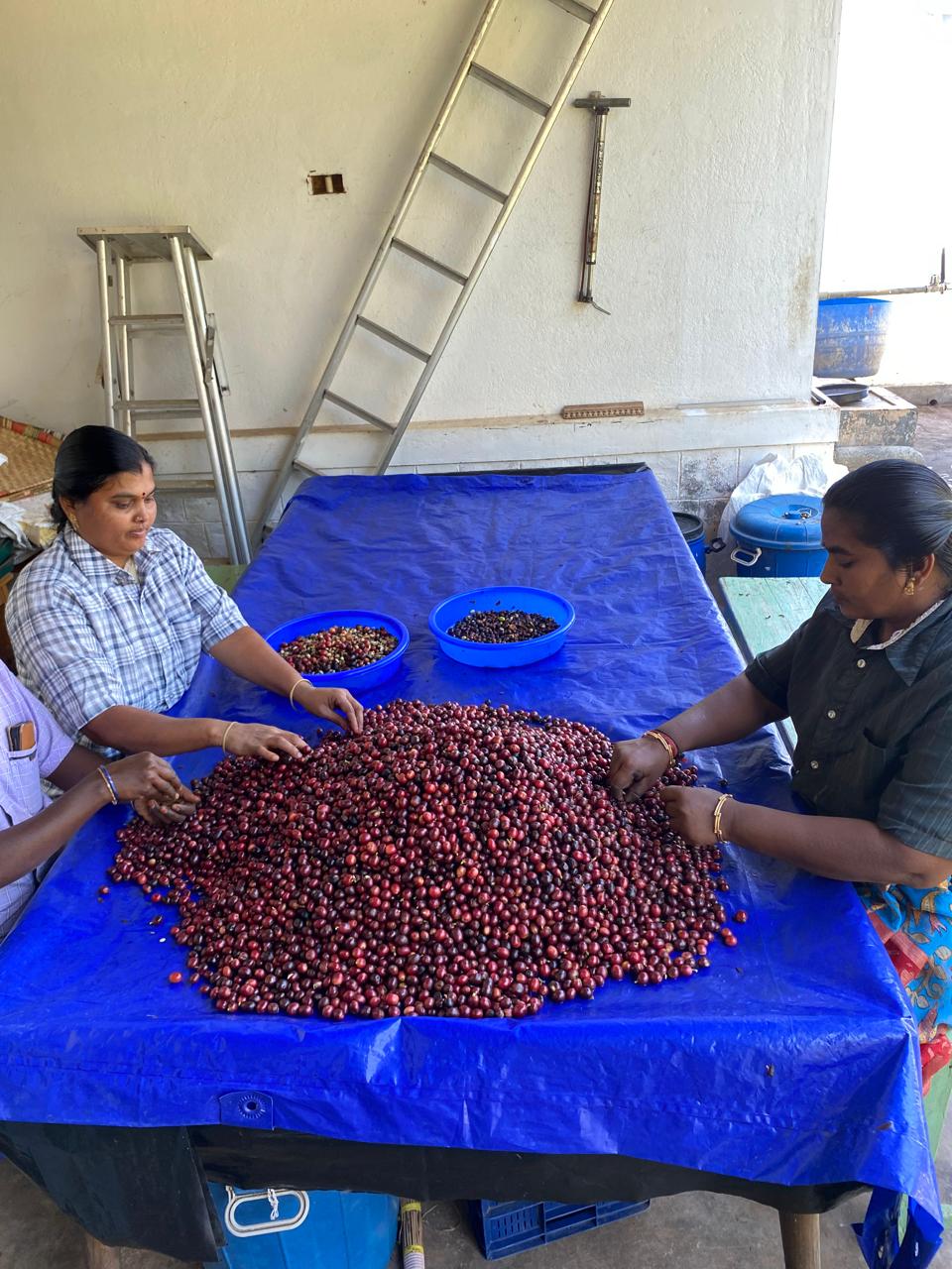 Riesling Esten - Roasted on 15/01 - Image 8