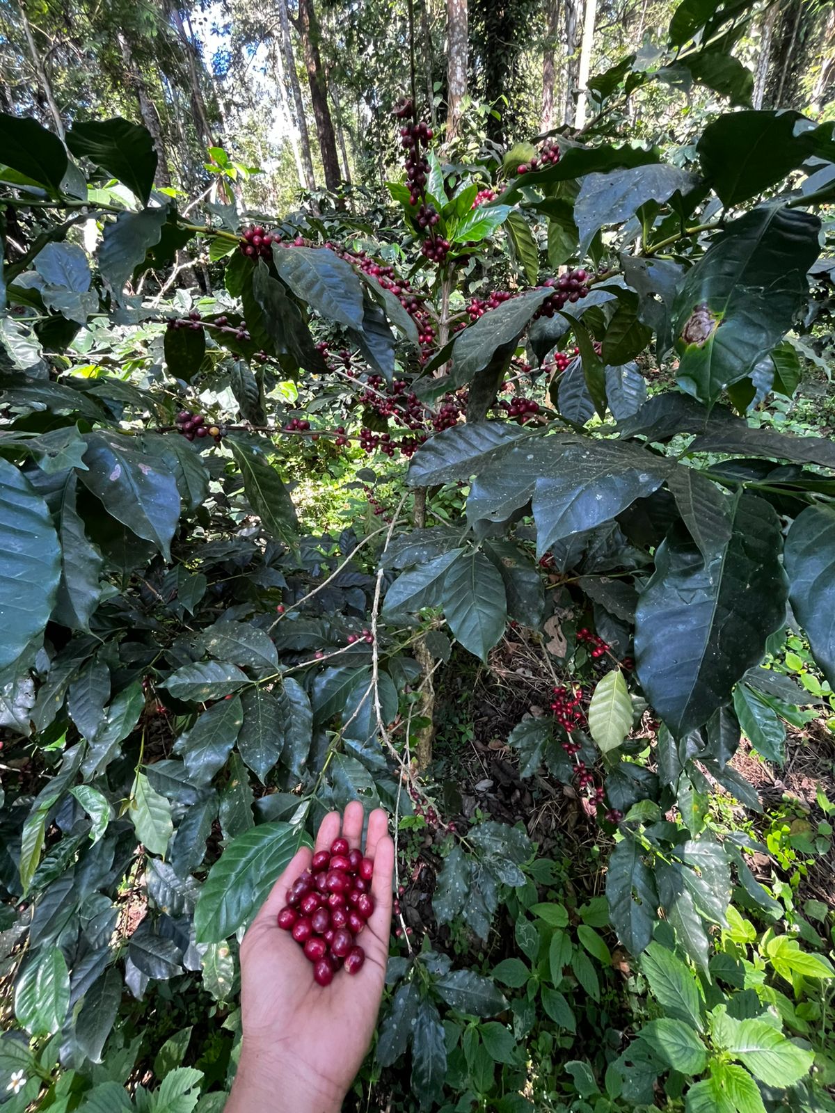 WhatsApp Image 2025-01-07 at 4.22.04 PM