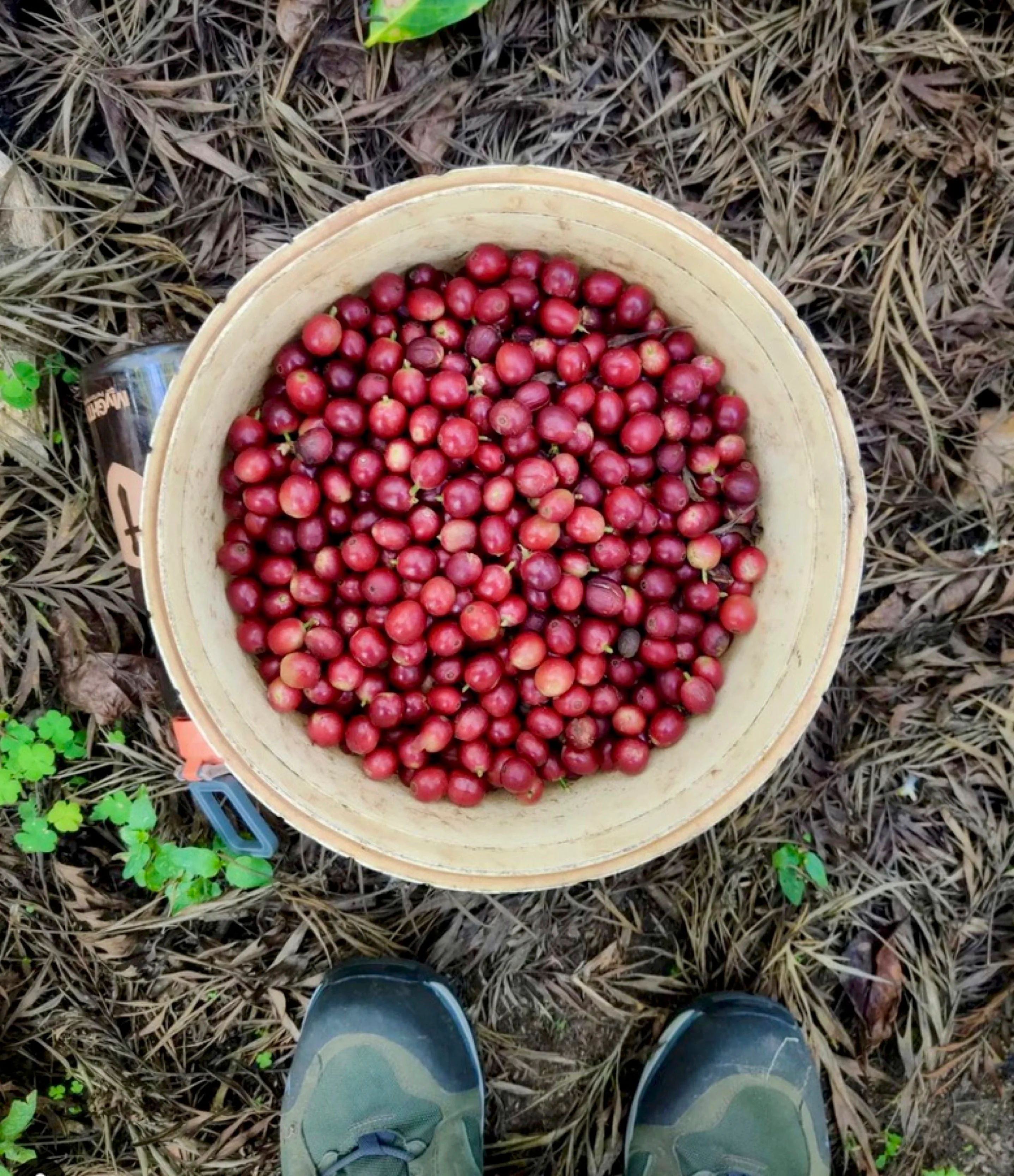 Boothangudi Estate Coffee Cherries