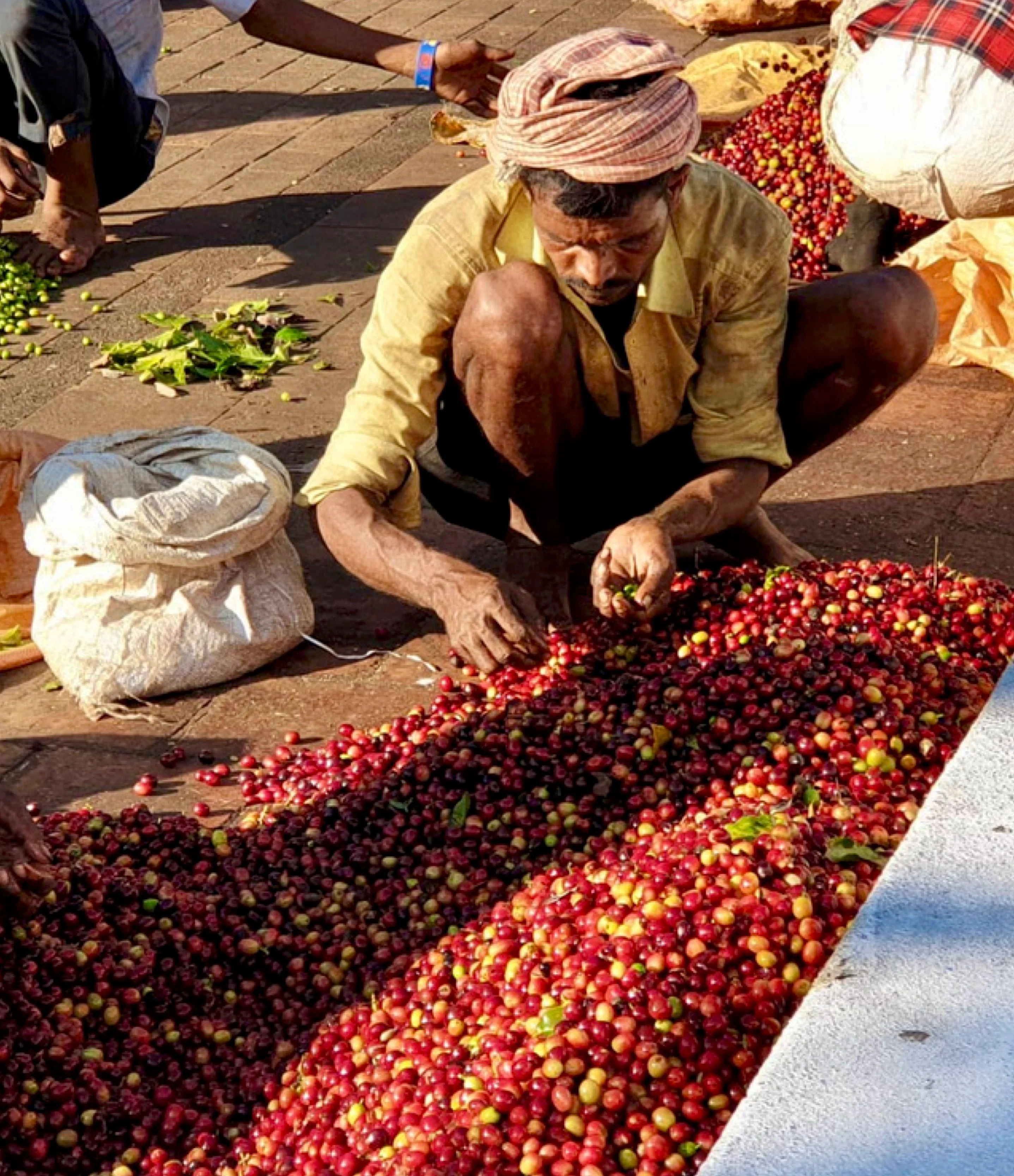 Hand Garbling at Boothangudi Estate