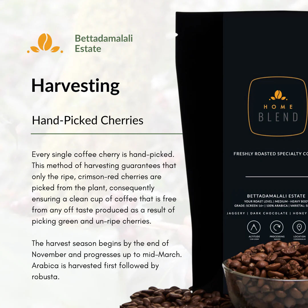 Harvesting Coffee Bettadamalali Estate