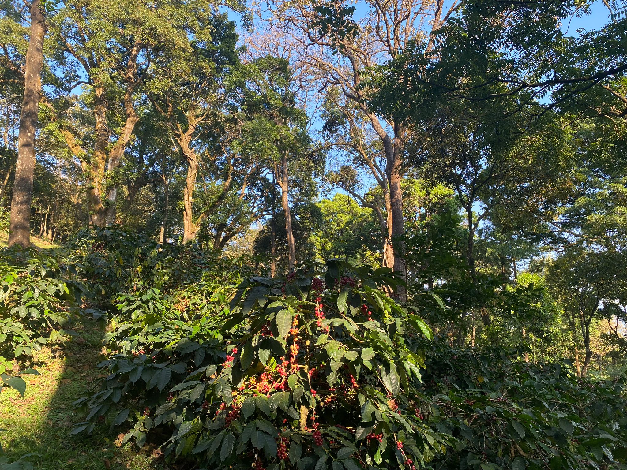 Attikan Estate - Honey Sun - Dried - Medium - Light Roast - kafeido roasters