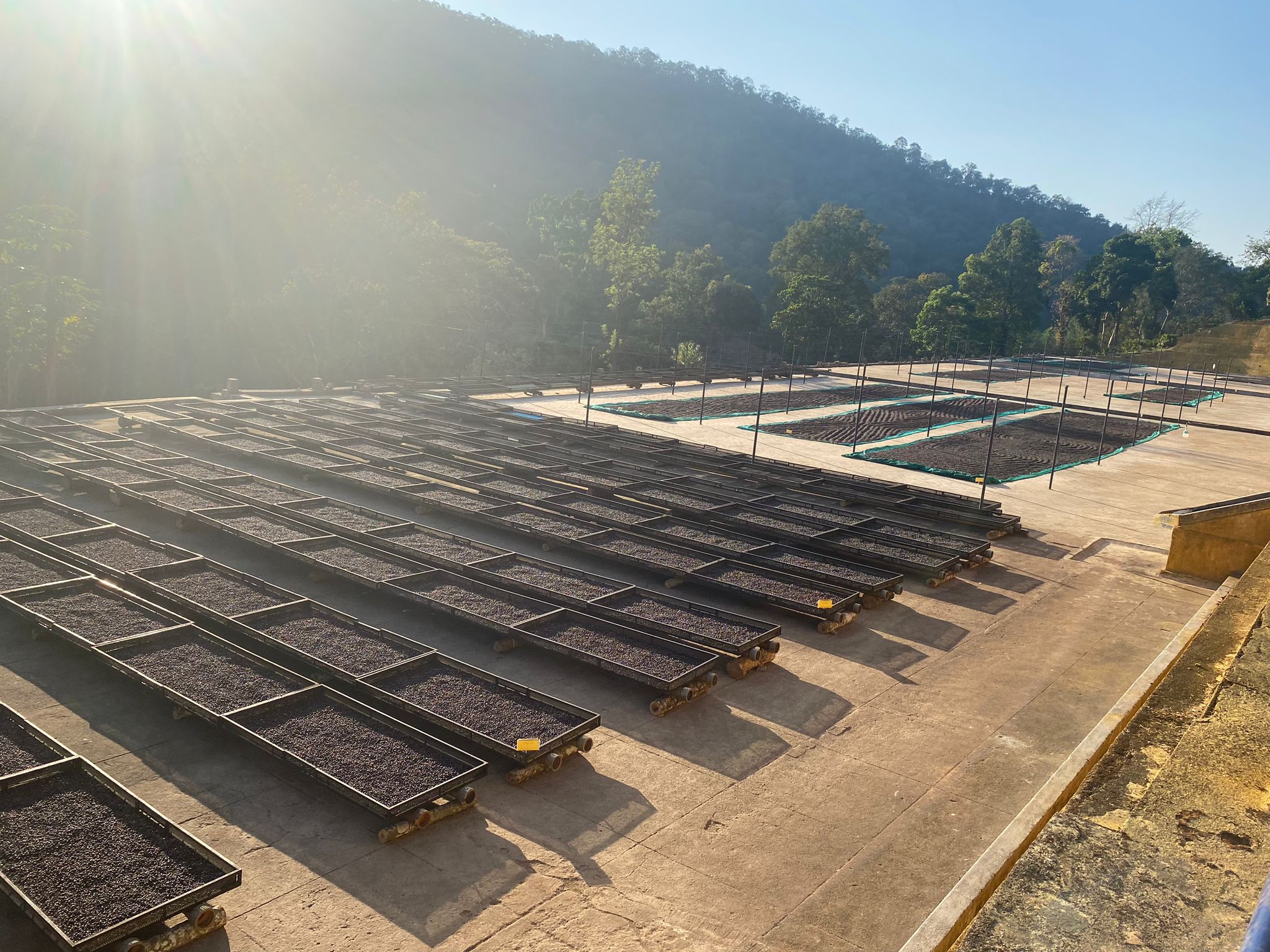 Attikan Estate - Honey Sun - Dried - Medium - Light Roast - kafeido roasters