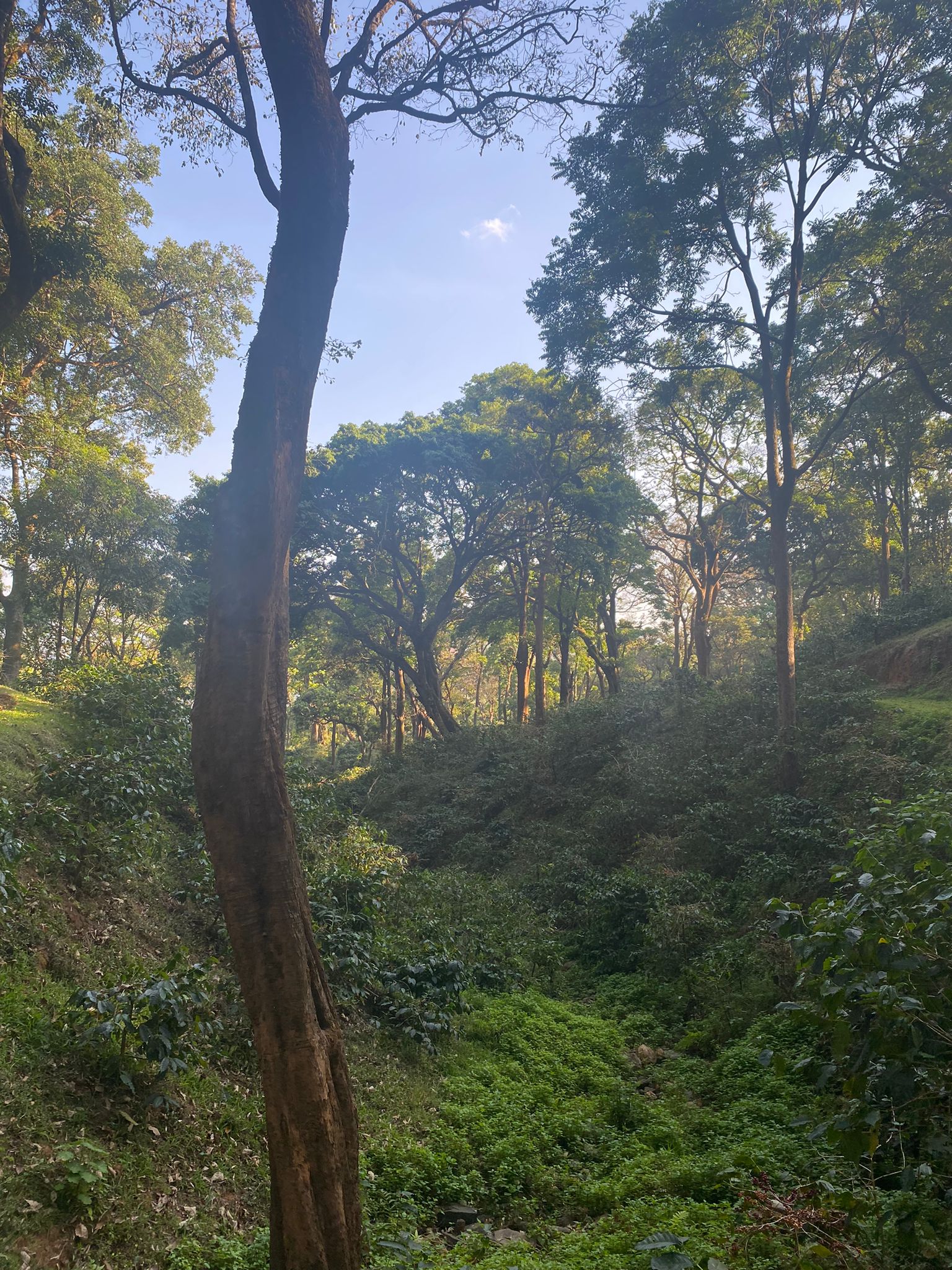 Attikan Estate - Honey Sun - Dried - Medium - Light Roast - kafeido roasters