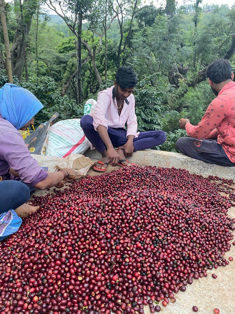 Ratnagiri Estate - Naturals, Anaerobic Fermentation with Yeast - Medium Roast - kafeido roasters