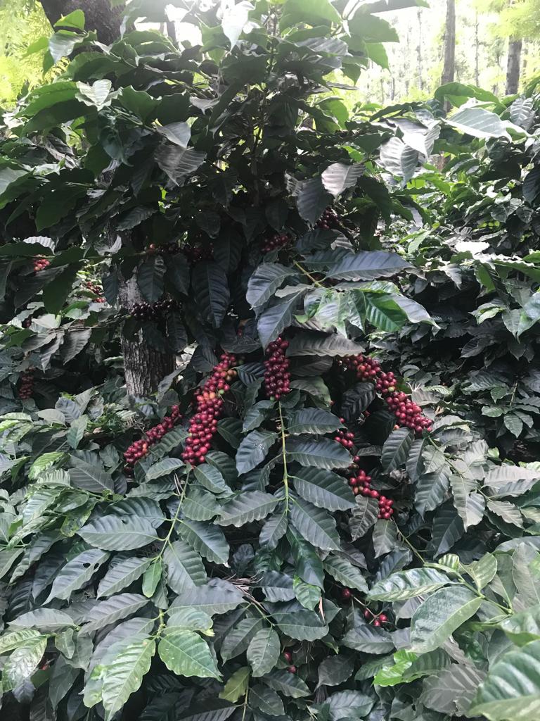 Ratnagiri Estate - Naturals, Anaerobic Fermentation with Yeast - Medium Roast - kafeido roasters