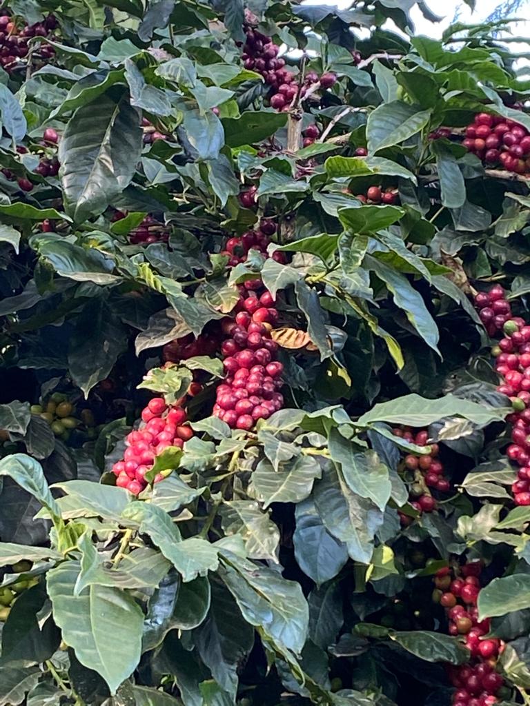 Ratnagiri Estate - Naturals, Anaerobic Fermentation with Yeast - Medium Roast - kafeido roasters