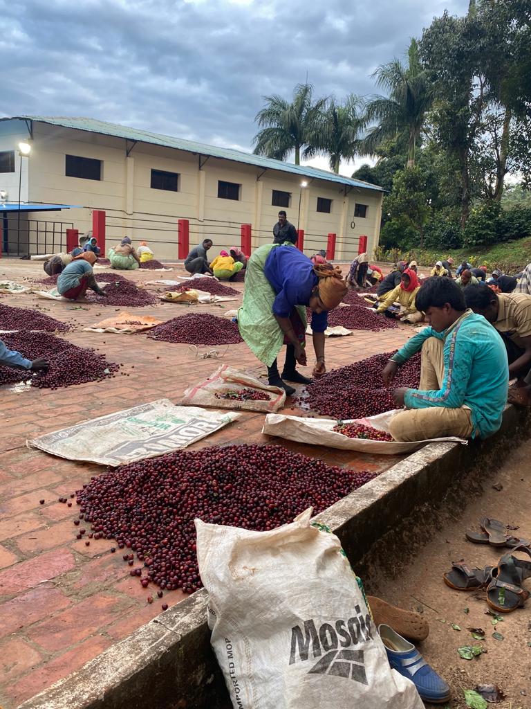 Ratnagiri Estate - Naturals, Anaerobic Fermentation with Yeast - Medium Roast - kafeido roasters