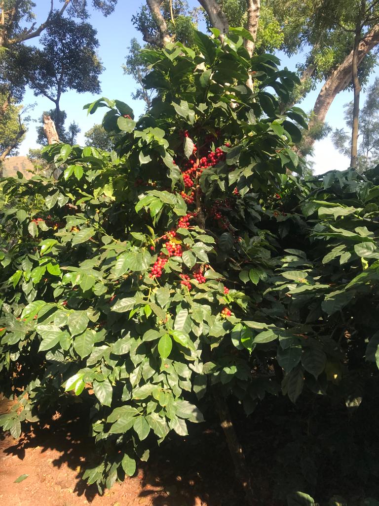 Ratnagiri Estate - Naturals, Anaerobic Fermentation with Yeast - Medium Roast - kafeido roasters