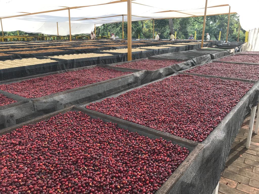 Ratnagiri Estate - Naturals, Anaerobic Fermentation with Yeast - Medium Roast - kafeido roasters