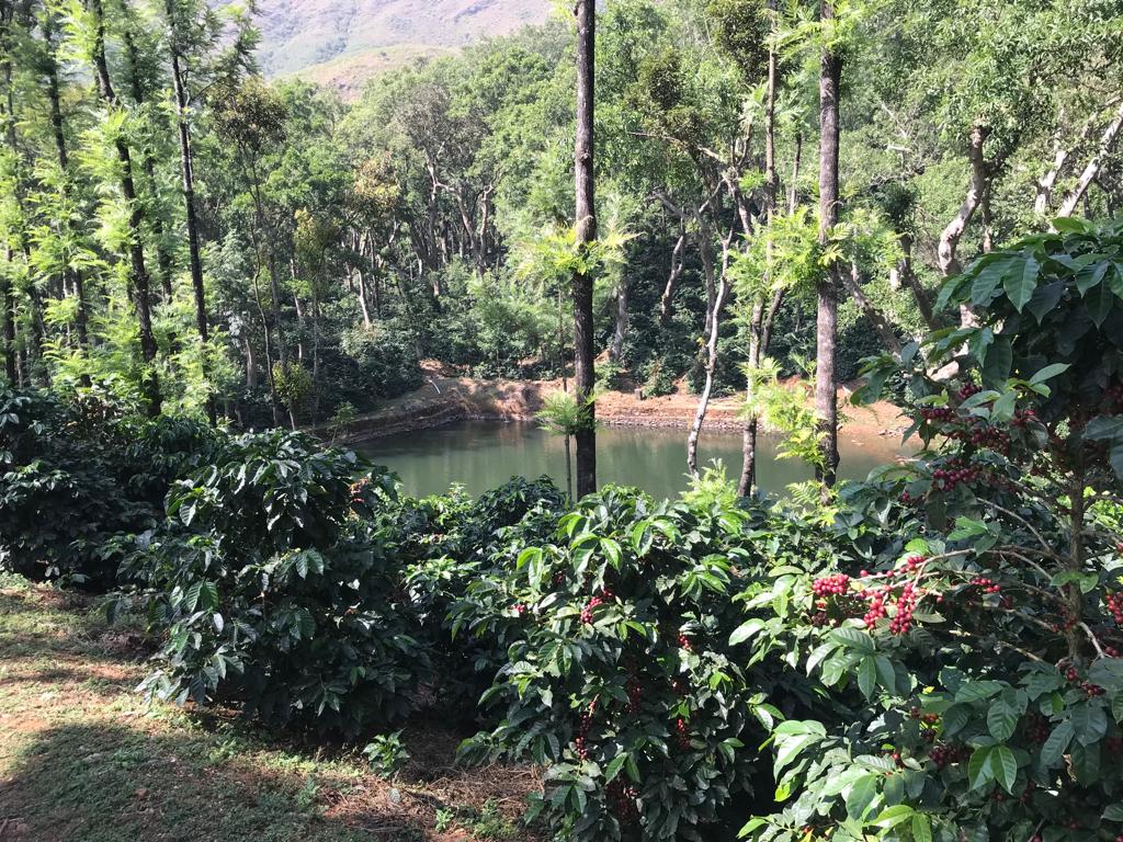 Ratnagiri Estate - Naturals, Anaerobic Fermentation with Yeast - Medium Roast - kafeido roasters