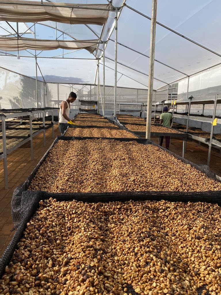 Ratnagiri Estate - Naturals, Anaerobic Fermentation with Yeast - Medium Roast - kafeido roasters