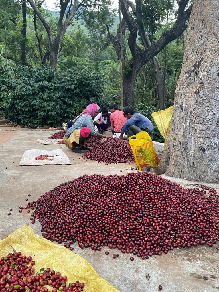 Ratnagiri Estate - Naturals, Anaerobic Fermentation with Yeast - Medium Roast - kafeido roasters