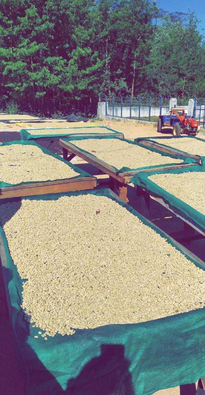 Unnaki Estate - Dark Honey - Medium - Light Roast - kafeido roasters