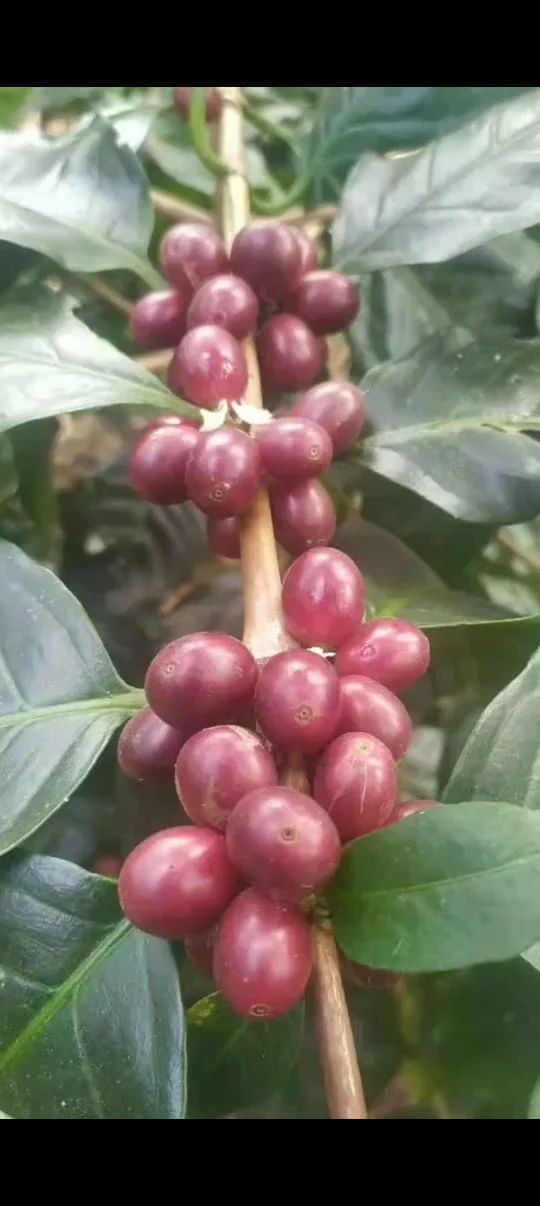 Unnaki Estate - Dark Honey - Medium - Light Roast - kafeido roasters