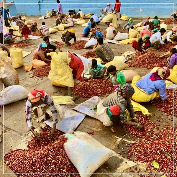Wholesale Coffee - 1kg - Image 2