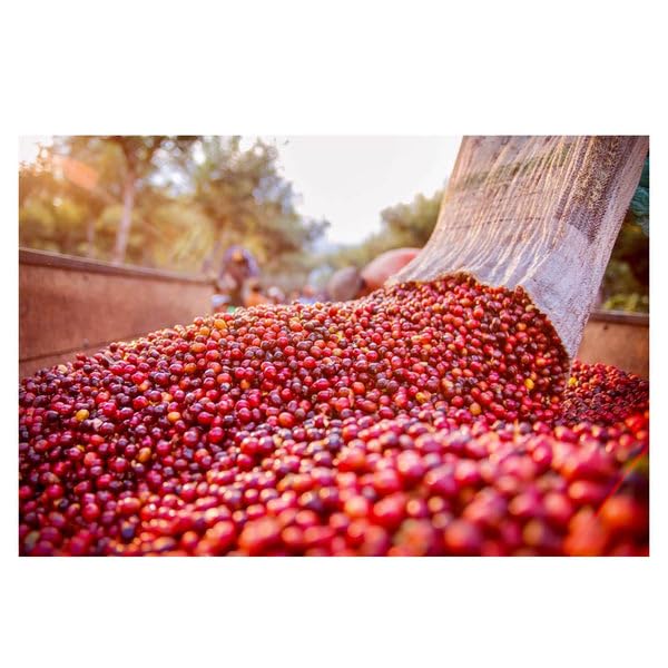 Wholesale Coffee - 5kg - Image 2