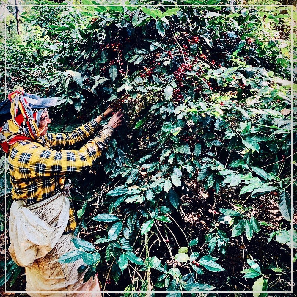Wholesale Coffee - 5kg - Image 4
