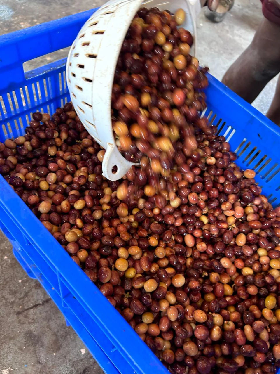 Kāmbhōji - Image 4