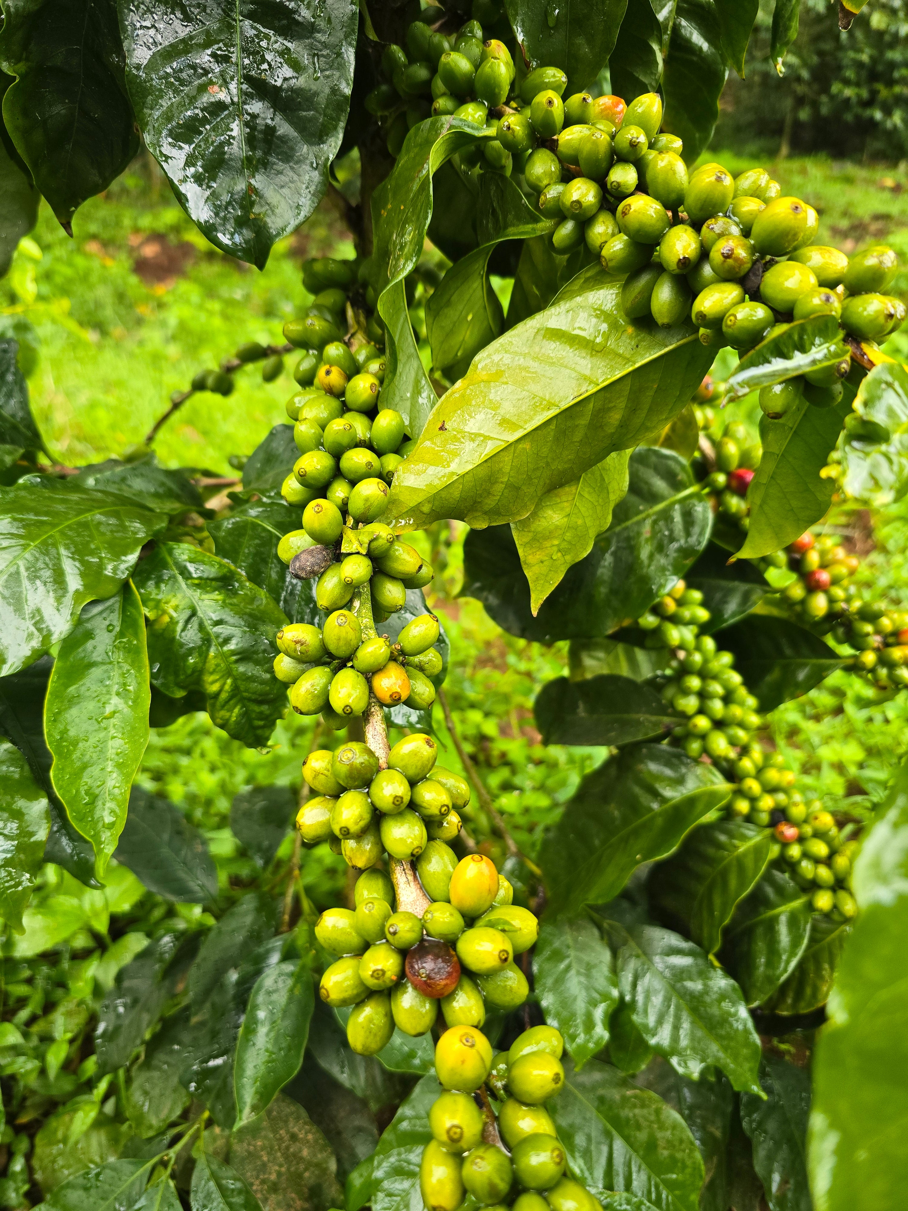 Nātakurinji - Image 7