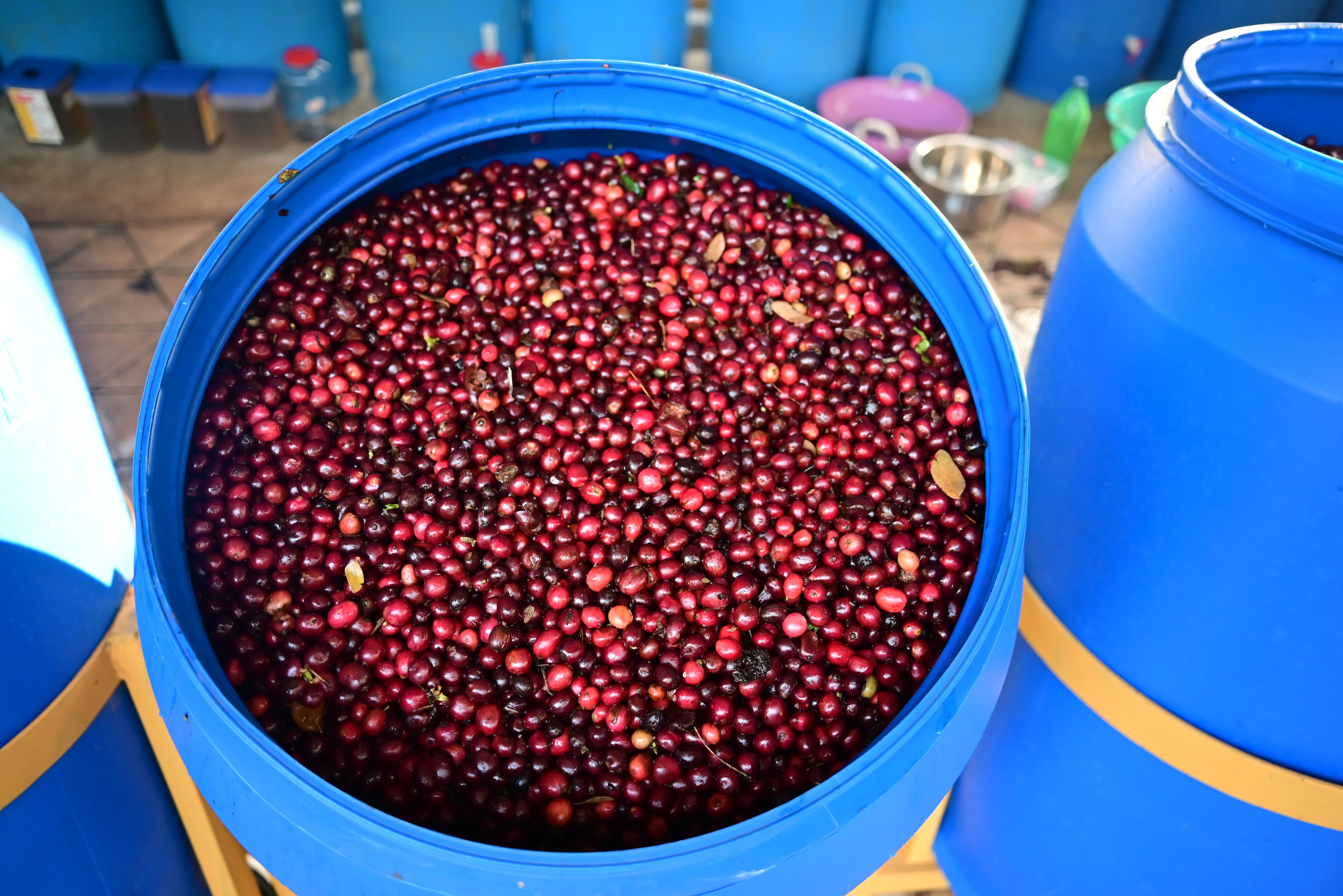 Pūrnashadjam - Image 9