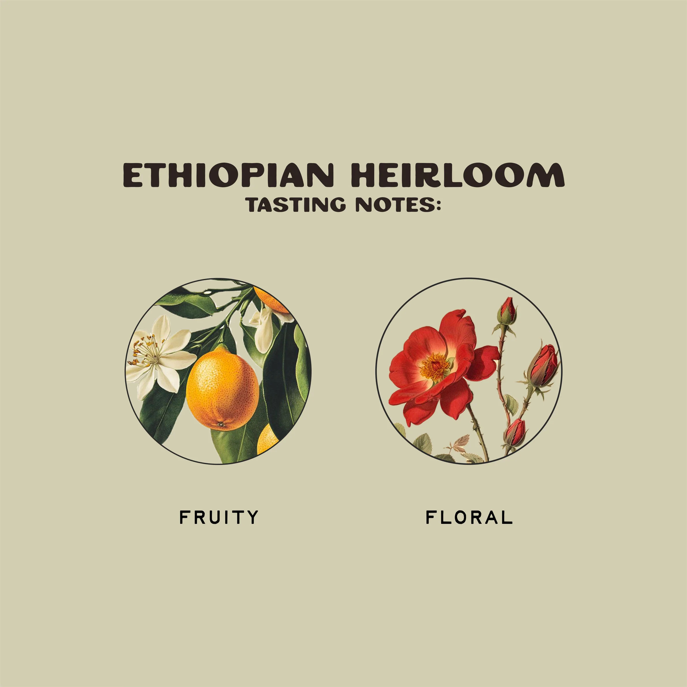 Ethiopian Heirloom - Image 3