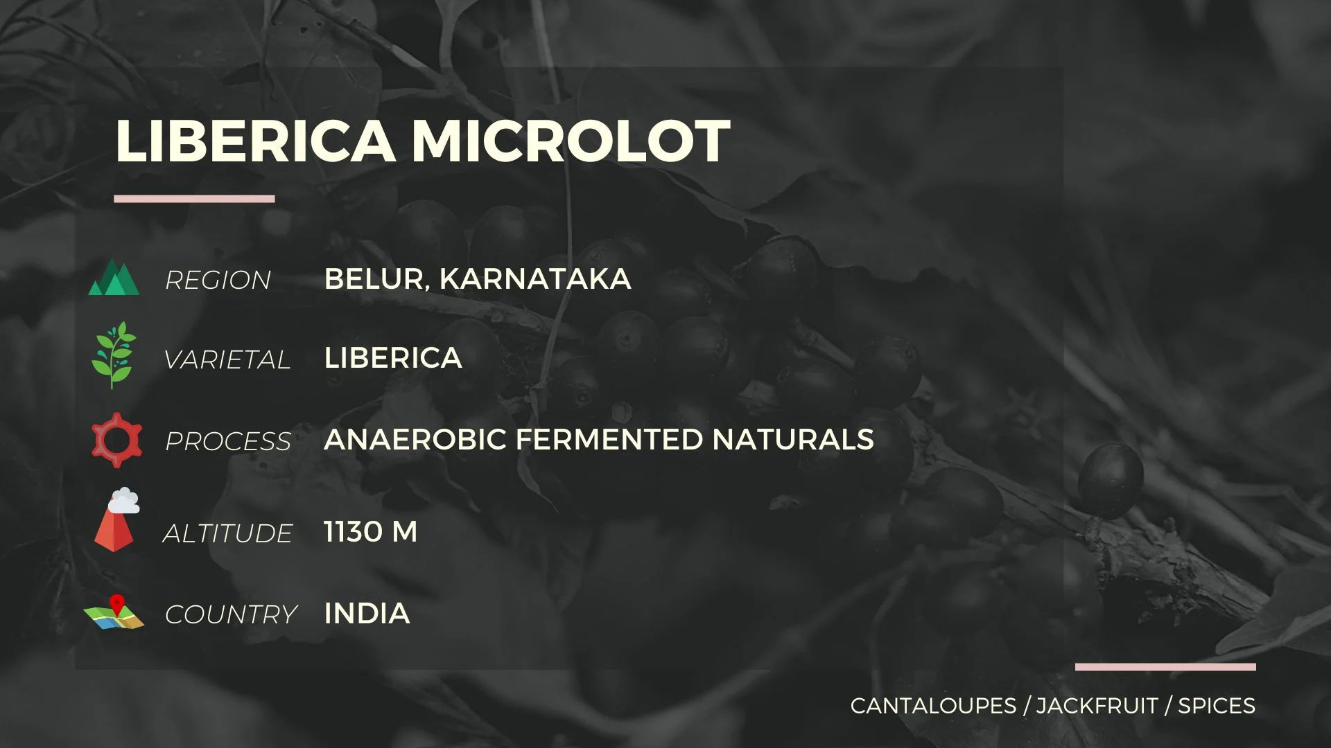 LIBERICA MICROLOT - Image 2