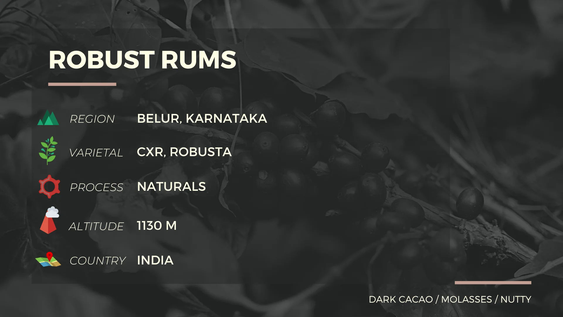 ROBUST RUMS - Image 2