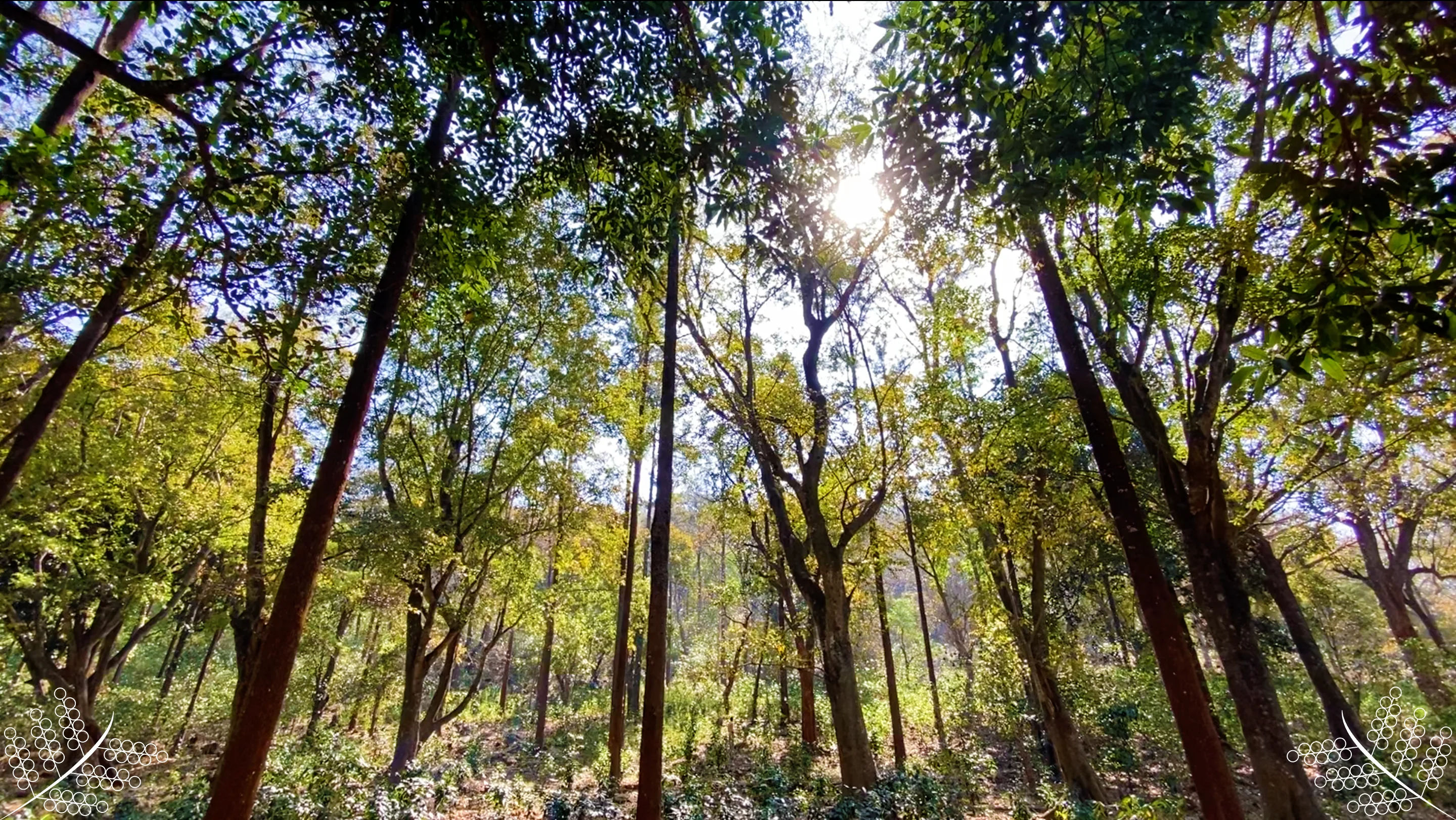 TRIBE-O KORAPUT - Image 7