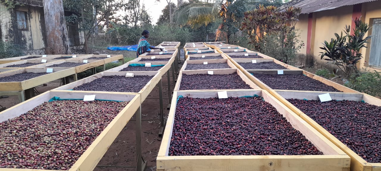 TRIBE-O KORAPUT - Image 8