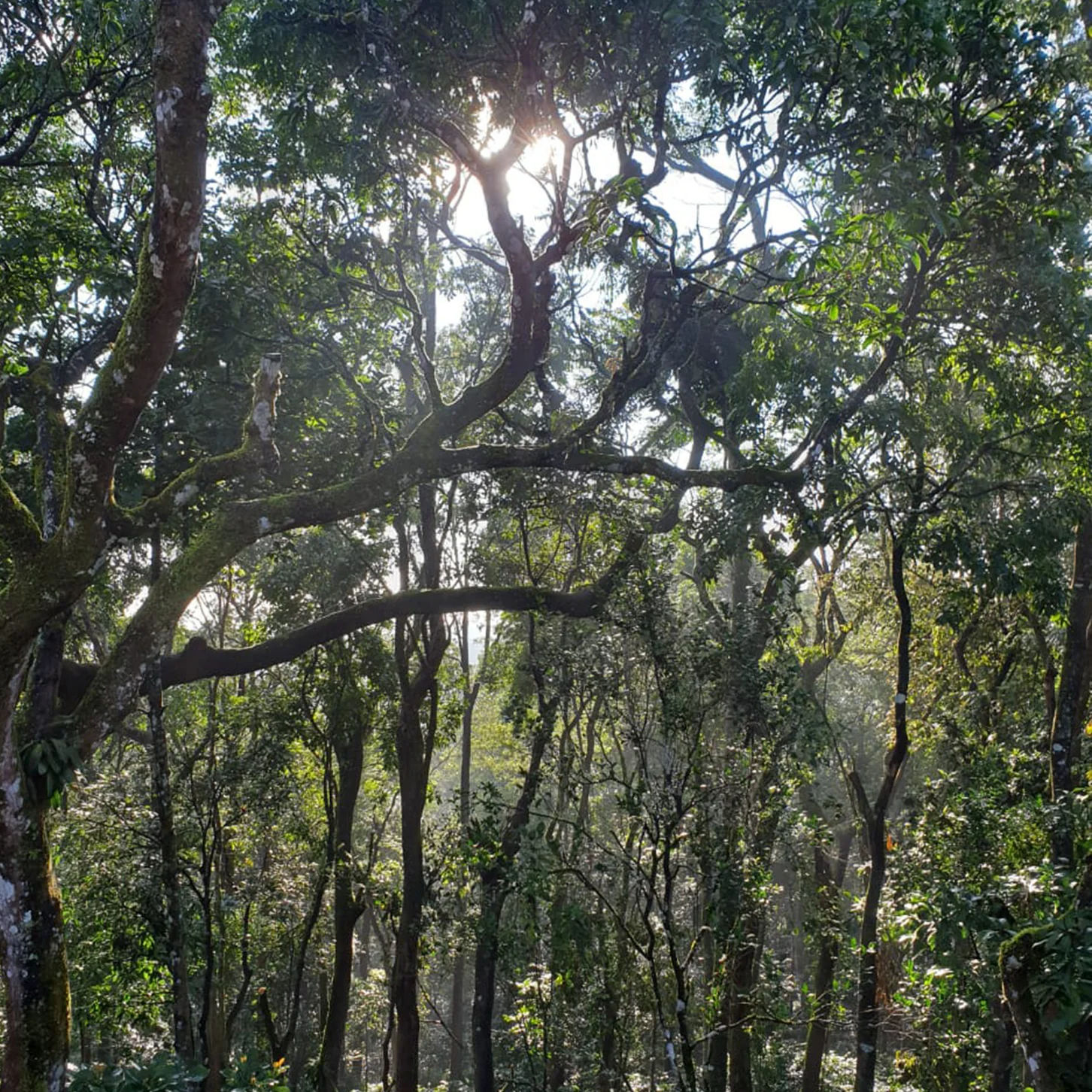 Modur Naturals - Image 2