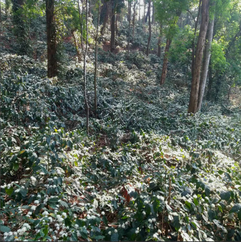 Modur Naturals - Image 3