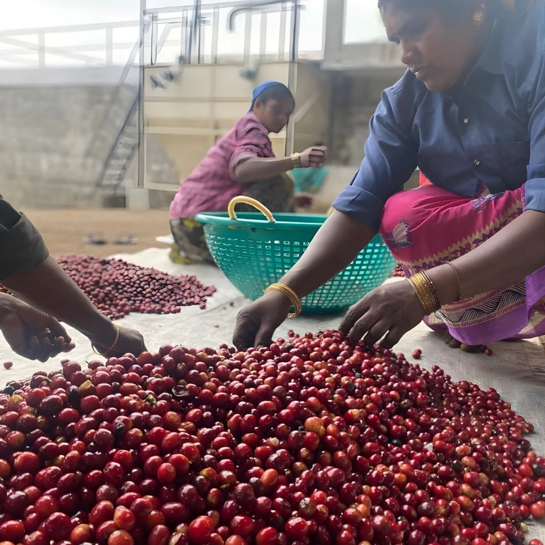 Iceberg Naturals - Image 2