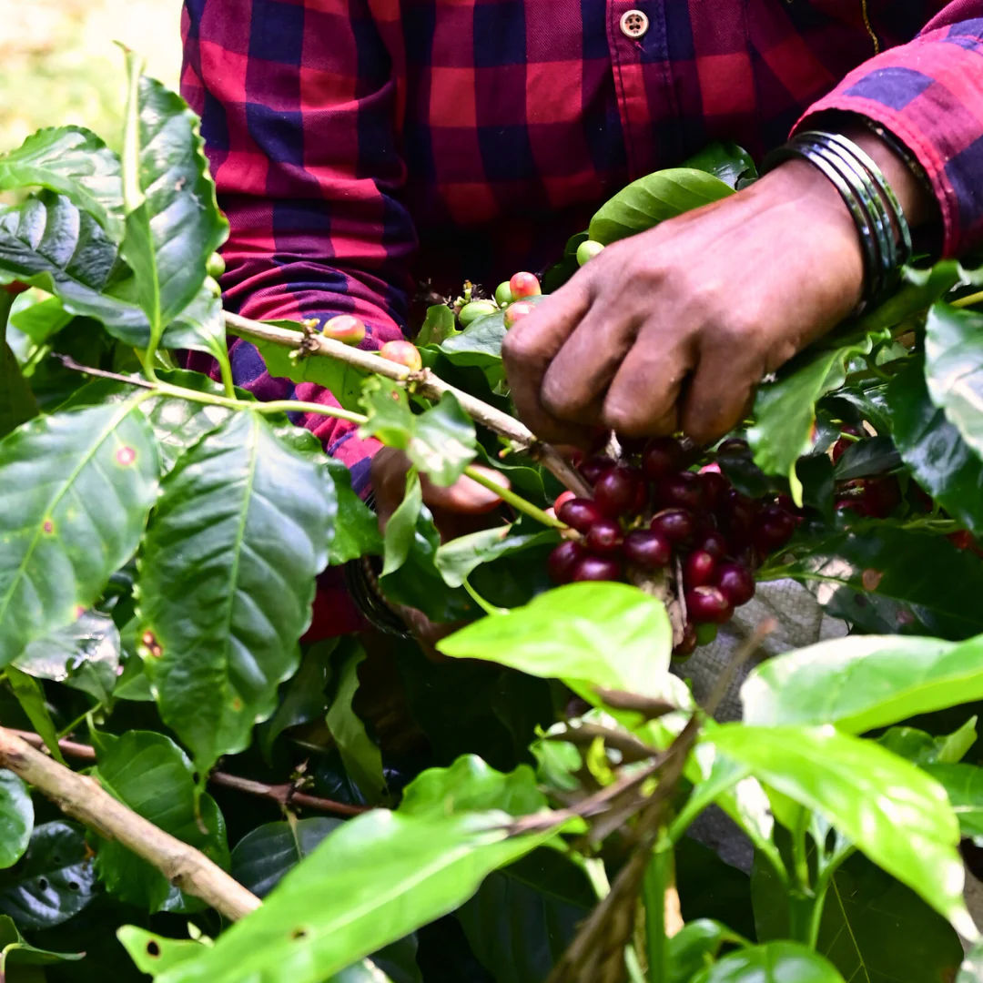 Phenom - Champagne Fermentation - Image 3