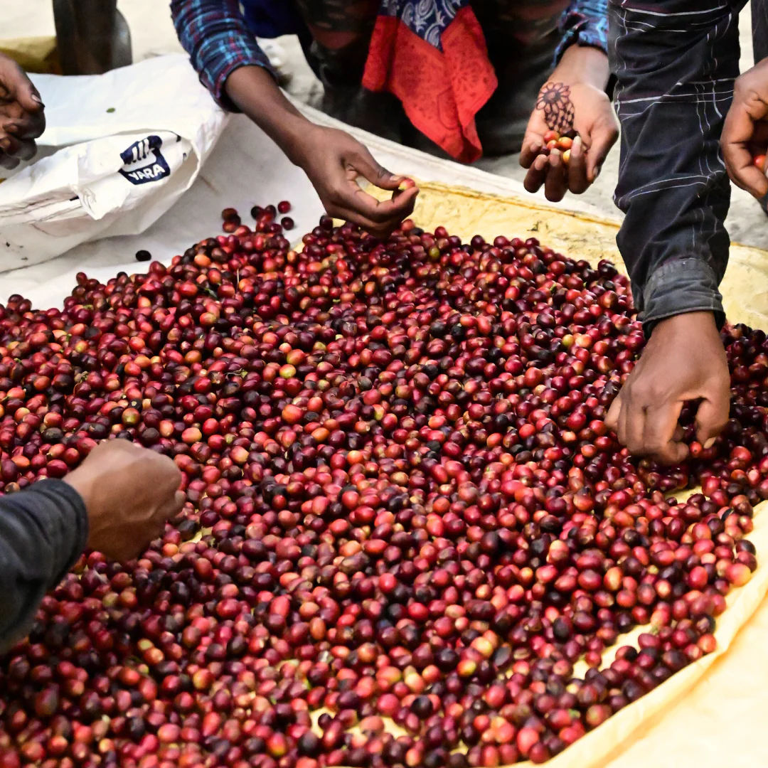 Phenom - Champagne Fermentation - Image 4