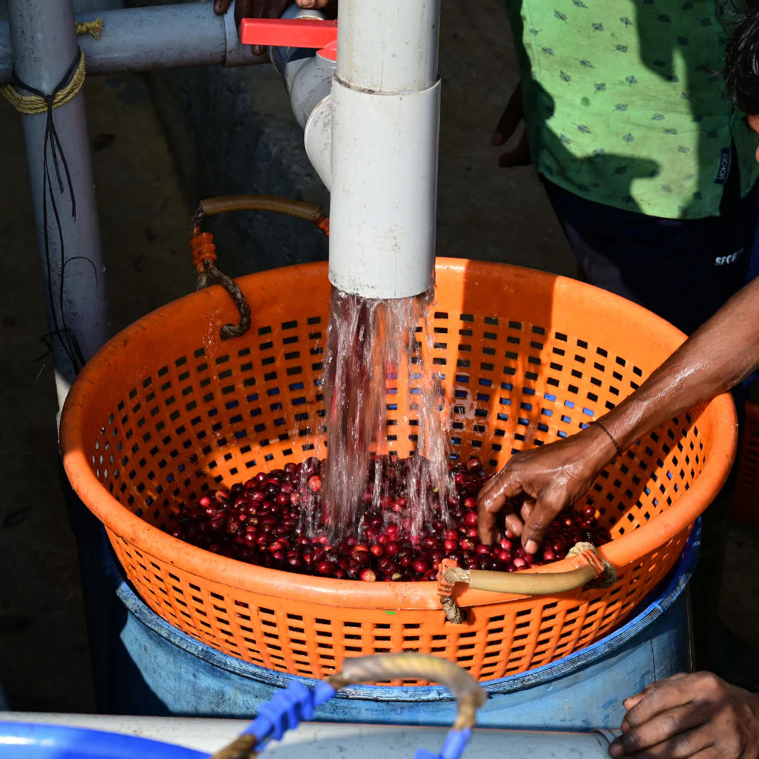 Phenom - Champagne Fermentation - Image 5