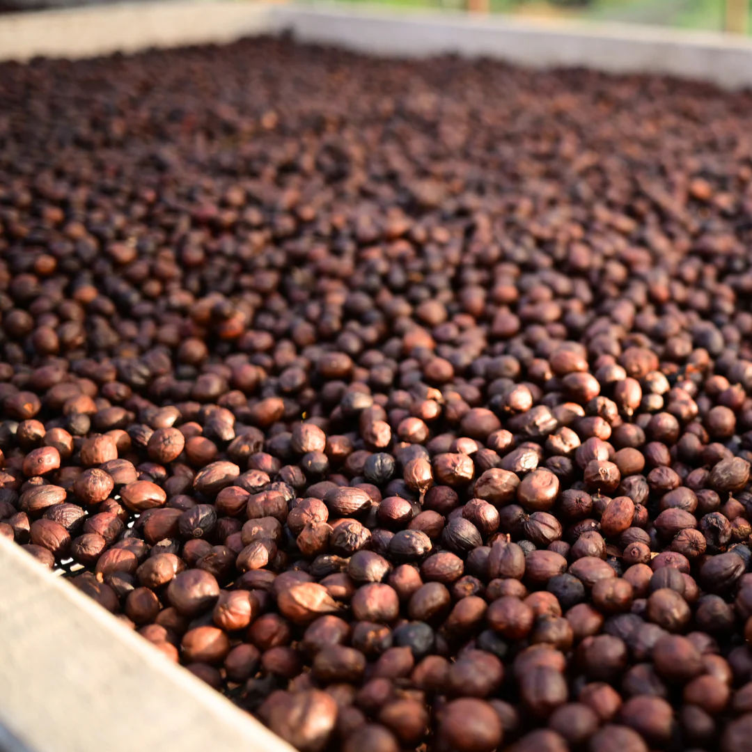 Phenom - Champagne Fermentation - Image 6