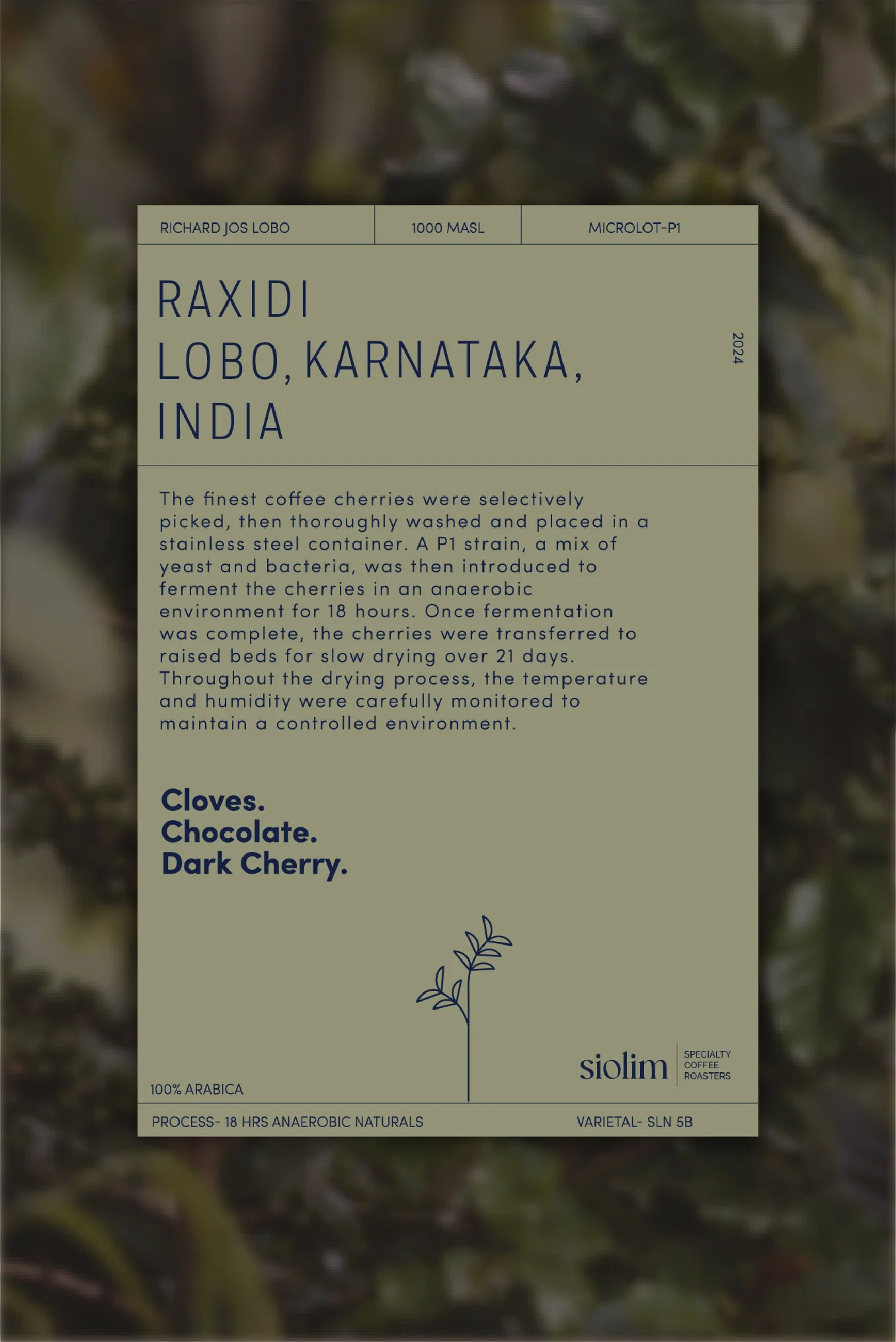 Raxidi Lobo's P1 Natural - Image 3