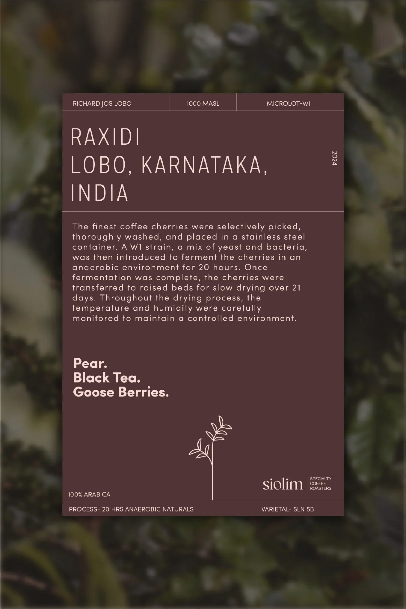 Raxidi Lobo's W1 Natural - Image 3